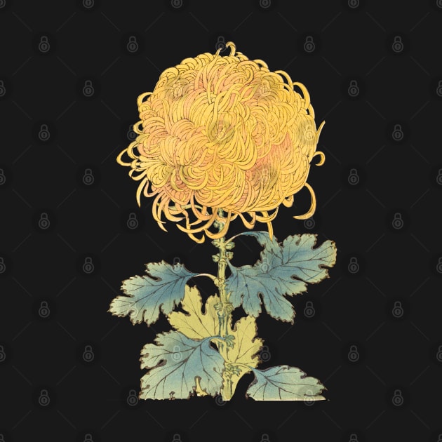 Gold Chrysanthemum - Hasegawa - Traditional Japanese style - Botanical Illustration by chimakingthings