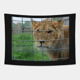 Lioness stare from inside enclosure zoo Tapestry