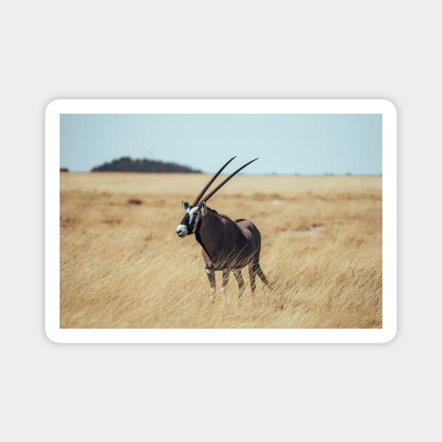 Kalahari Desert Gemsbok Magnet by withluke