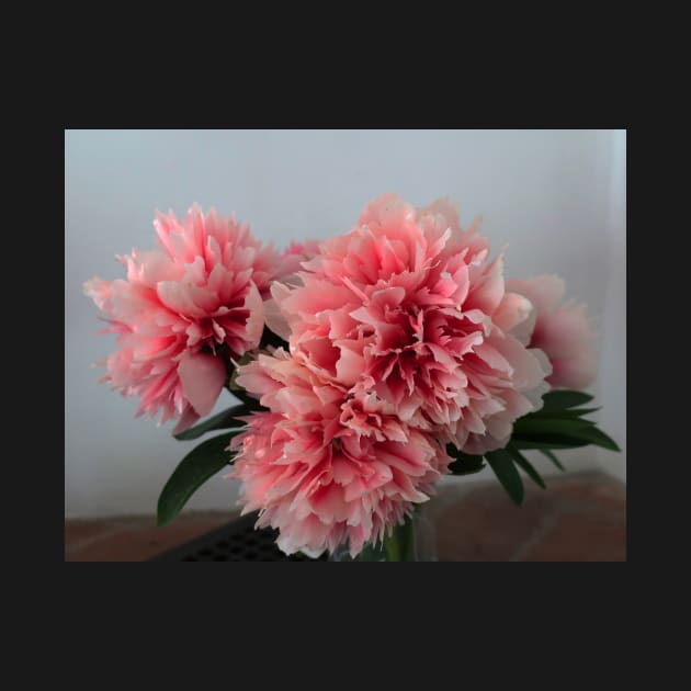 Peonies by Trine