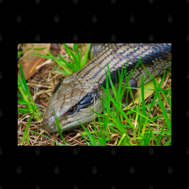 Blue Tongue Lizard enjoying the Sun! by Mickangelhere1