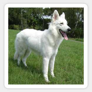 White Shepherd Stickers Teepublic