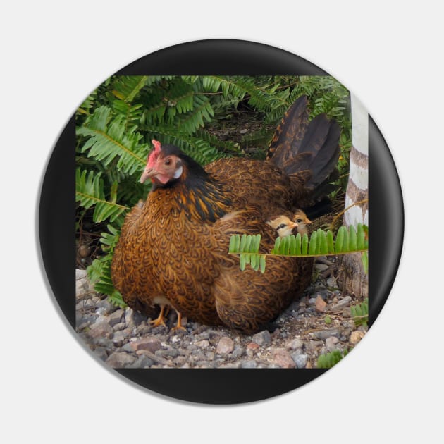 Rooster with her Chicks Pin by croper