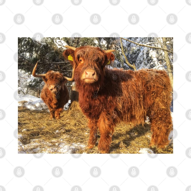 Scottish Highland Cattle Cow and Calf 1905 by SaarelaHighland