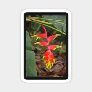 An Exotic Heliconia Magnet