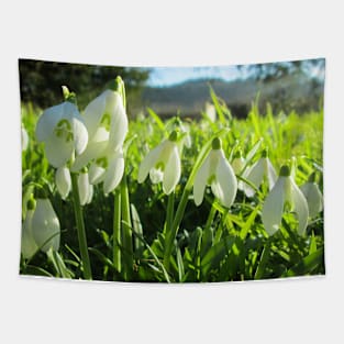 Snowdrops in the Sunshine Tapestry