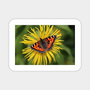 Small tortoiseshell Magnet