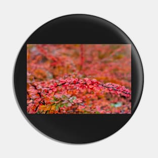 Autumn background of barberry bush leaves Pin