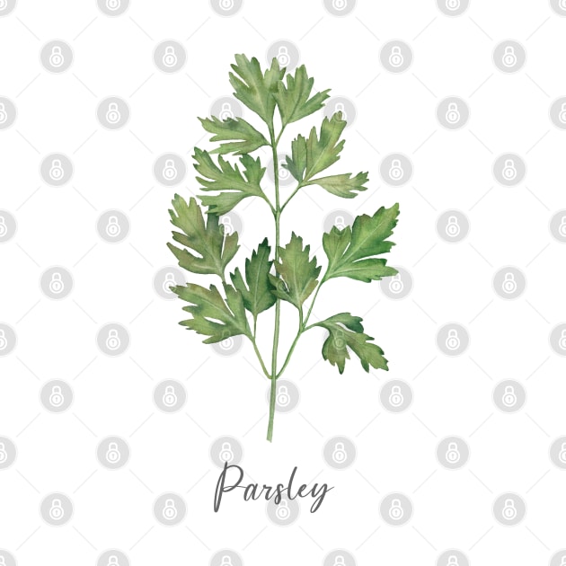 Parsley herb illustration. by InnaPatiutko