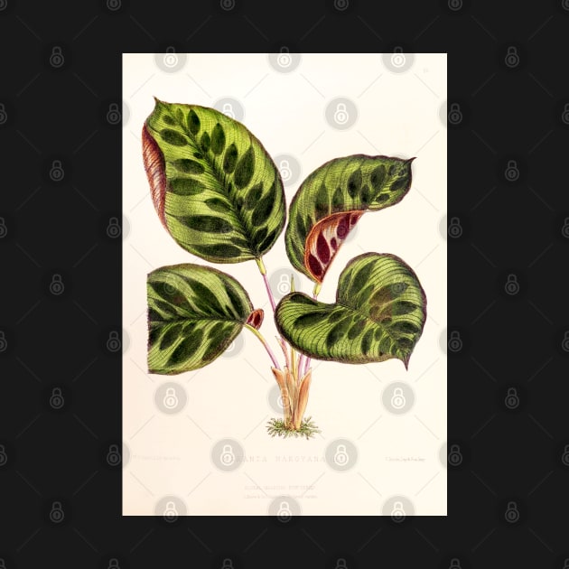 Calathea makoyana - Botanical illustration by chimakingthings