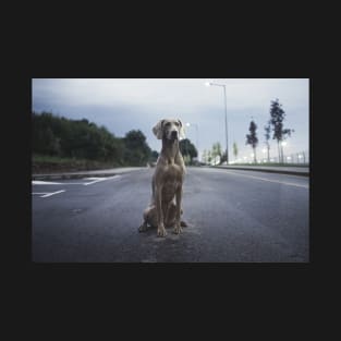 Weimaraner on the Road T-Shirt