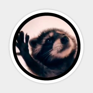 Dancing Raccoon Meme Magnet