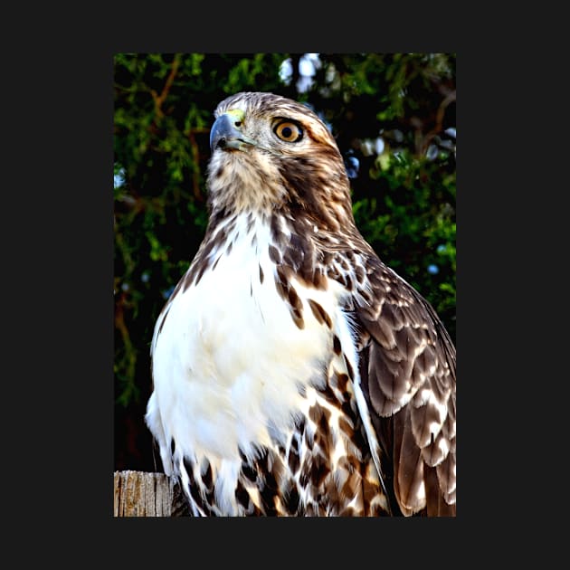 Adult Red Tailed Hawk by Scubagirlamy