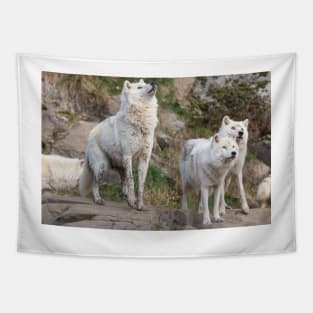 Some Arctic Wolves at play Tapestry