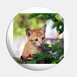 Cute kitten cat perched in a tree with an inquisitive look Pin