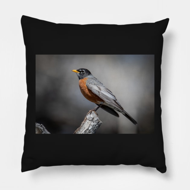 American Robin Pillow by gdb2