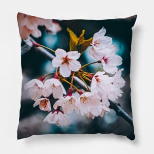 Cherry Blossoms Photograph Pillow