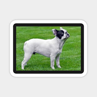 French Bulldog Magnet