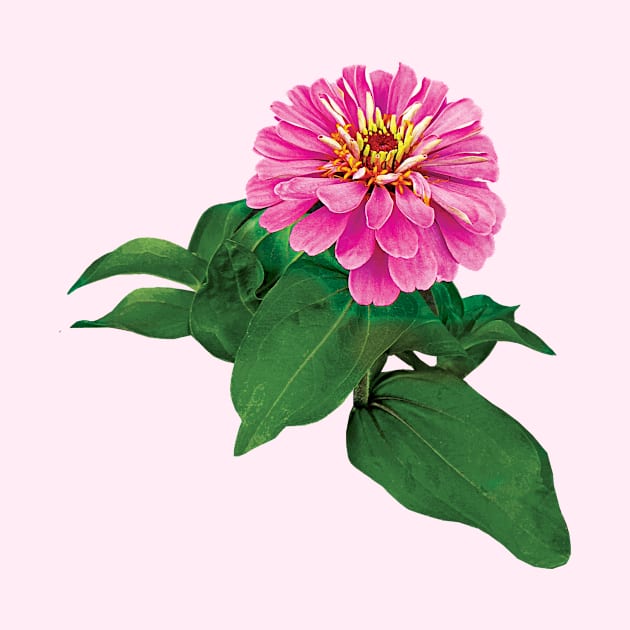 Zinnias - Pink Zinnia Looking Up by SusanSavad