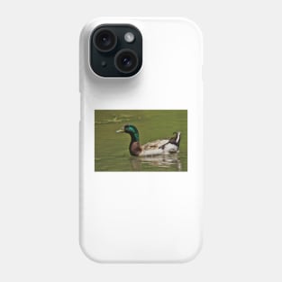 Colorful Mallard Drake Swimming Phone Case