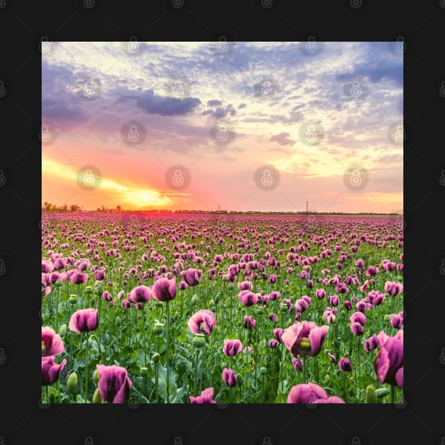 Sunset Fields of Purple Tulip Flowers by Felicity-K