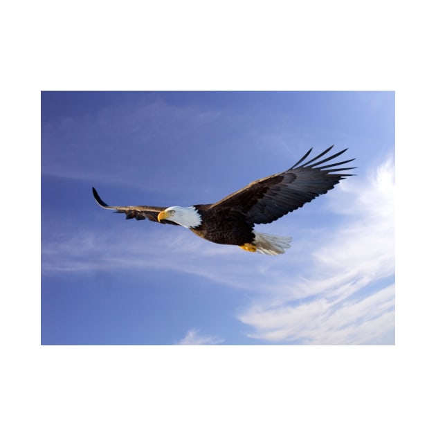 Flying Bald Eagle by kawaii_shop