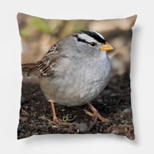 White-Crowned Sparrow at the Park Pillow