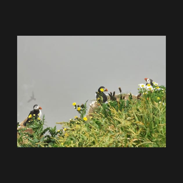 Puffin Trio by AmyHuntPhotos