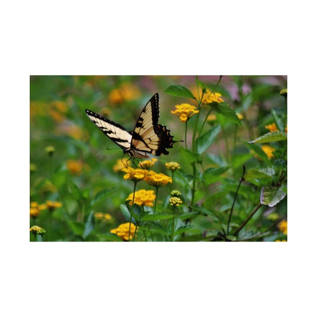 Swallowtail On Lantana by Cynthia48