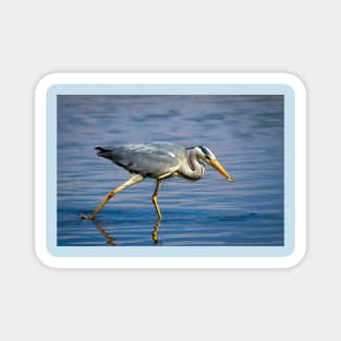 Grey Heron having a snack Magnet