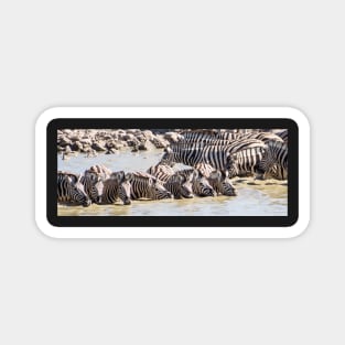 Zebra drinking. Magnet