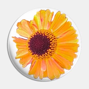 Short and sassy Helenium sneezeweed plant Bright orange yellow flower Pin