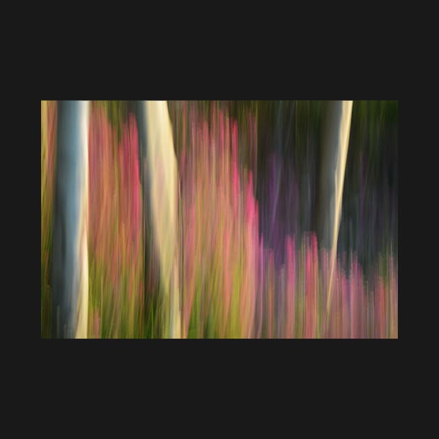 Forest Illusions- Aspens and Sweet Peas by Whisperingpeaks