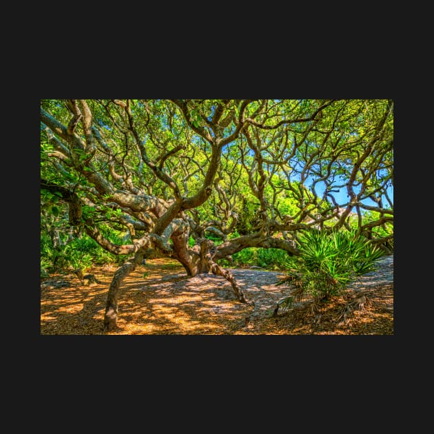 Cumberland Island National Seashore by Gestalt Imagery