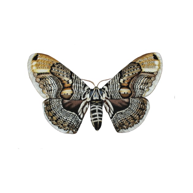 Brahmin moth by Rachellily