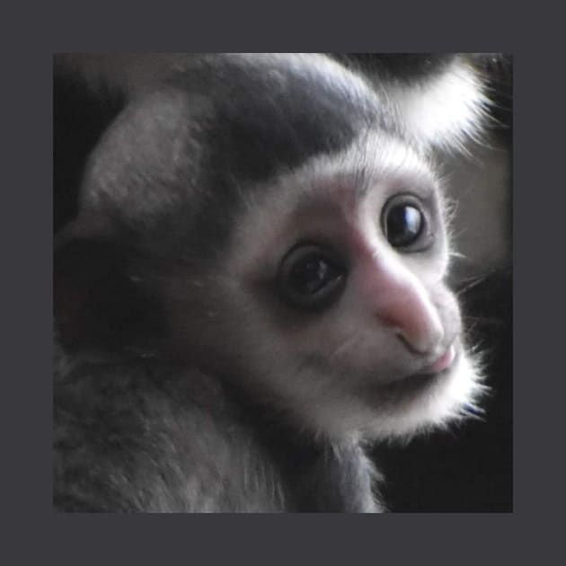 Colobus Monkey baby by Sharonzoolady