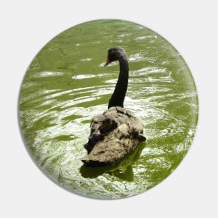 Black Swan Green Water Pin
