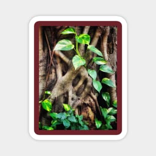 Ivy tree Brasil Magnet