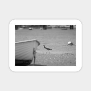 White-faced heron juvenile at waters edge beyond bow of boat in monochrome. Magnet