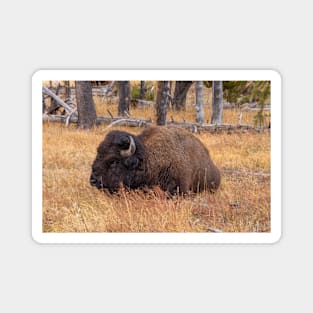 Wild Buffalo (Bison) Sitting in a Field Magnet