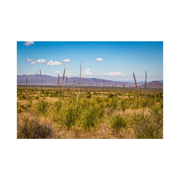 Sotol in the Chihuahuan Desert by Gestalt Imagery