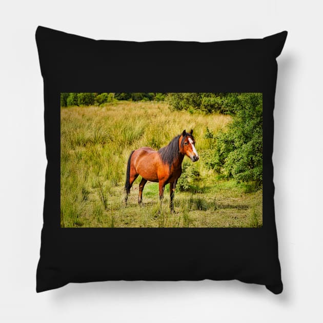 Beautiful Horse In Field - Equine Photography Pillow by Harmony-Mind