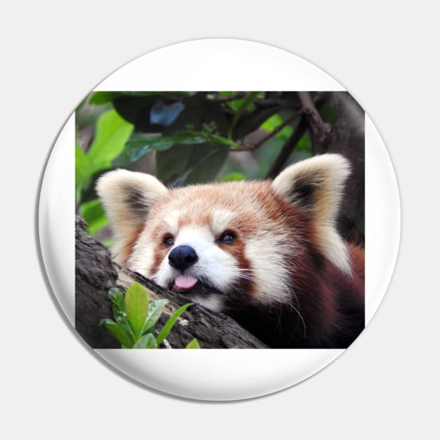 Red Panda Pin by kirstybush