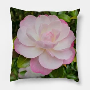 Pale Pink Camelia Pillow