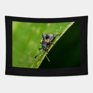 Unique and organic photo of a fungus beetle with a mite on its back Tapestry