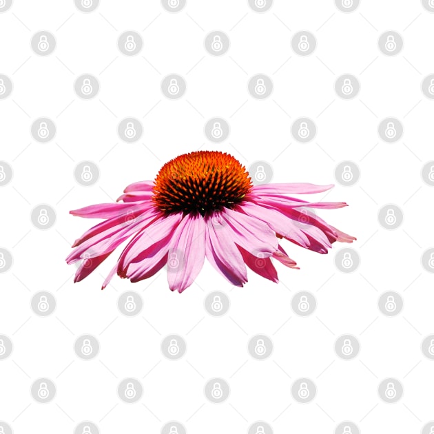 Echinacea Purpurea on White Background by jojobob