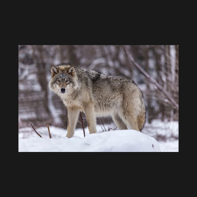 Timber wolf in winter by josefpittner