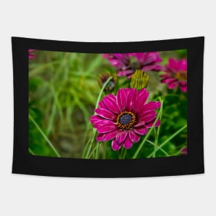 Pink Cape Daisy Flower Tapestry