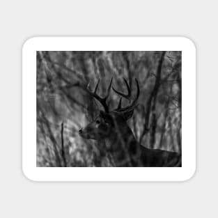 White Tail Deer - Buck Magnet