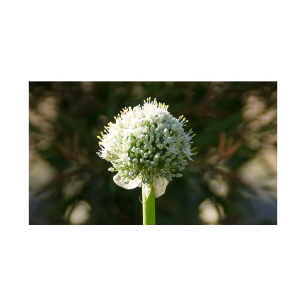 White Onion Flower by Avril Thomas by MagpieSprings